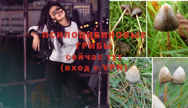 сатива Вяземский